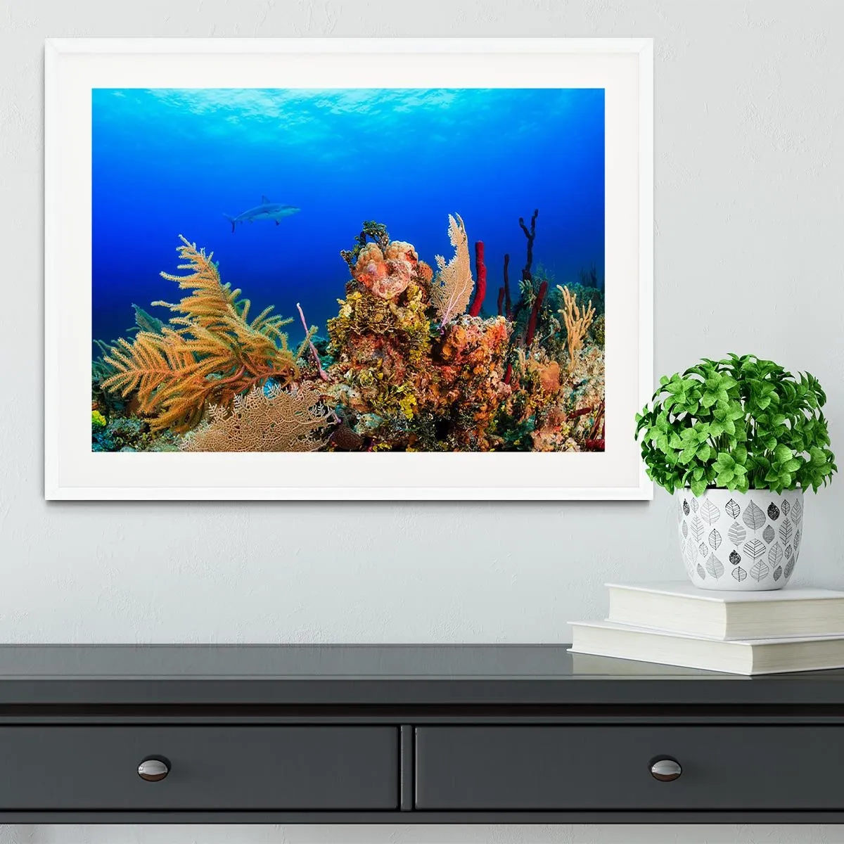 A Reef shark swimming on a tropical coral reef Framed Print