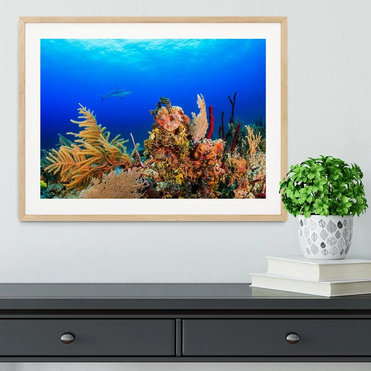 A Reef shark swimming on a tropical coral reef Framed Print