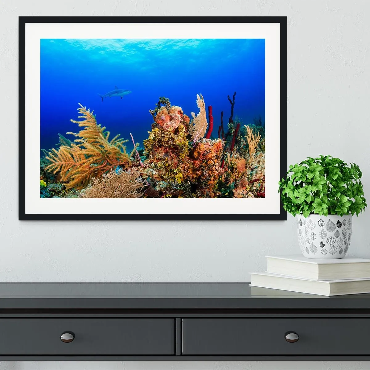 A Reef shark swimming on a tropical coral reef Framed Print