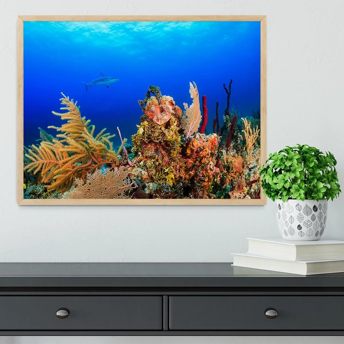 A Reef shark swimming on a tropical coral reef Framed Print