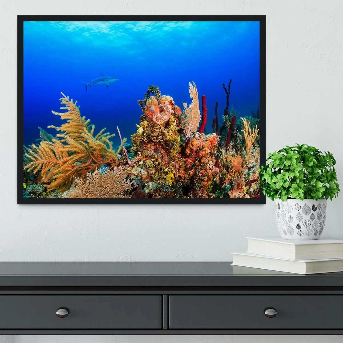 A Reef shark swimming on a tropical coral reef Framed Print