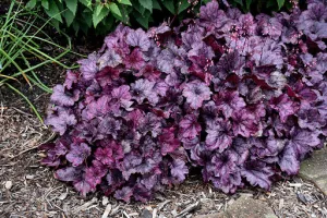 Coral Bells: 'Primo Wild Rose' - 1gal (Bl)