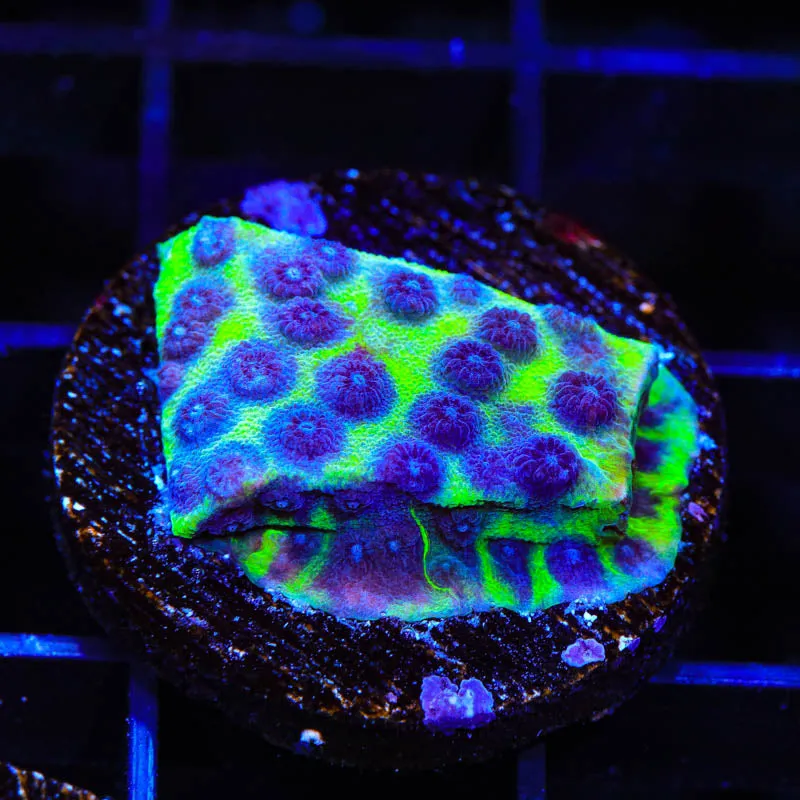 JF PPE Cyphastrea Coral