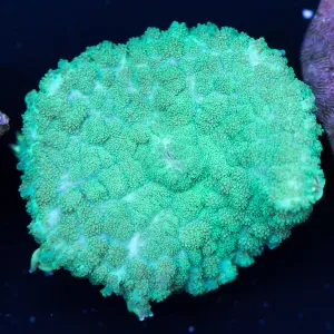 Mint Mushroom Coral