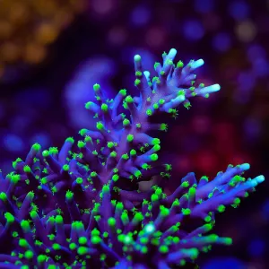 Pacman Acropora Coral