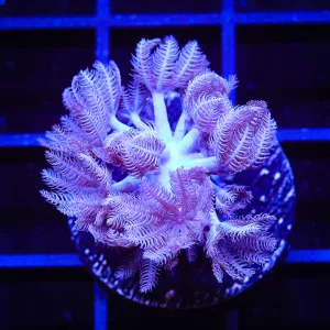 Pulsing Xenia Coral