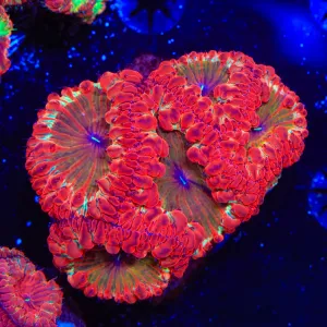 Rainbow Blastomussa Coral