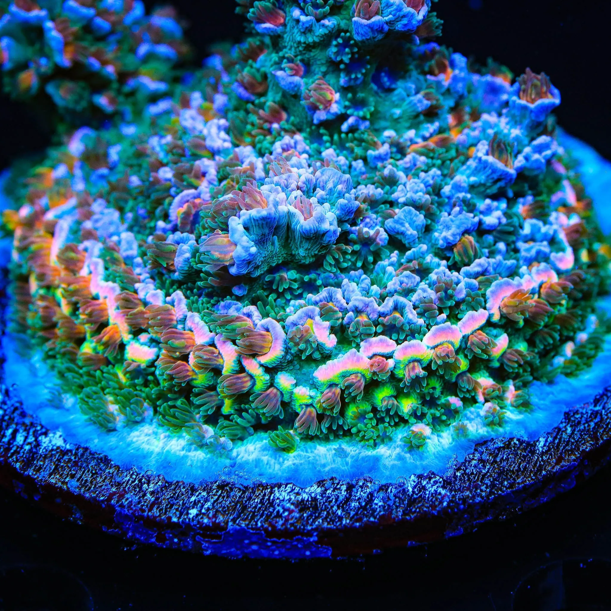 TSA Bombshell Tenuis Acropora Coral