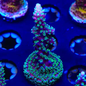 TSA Candle Light Stag Acropora Coral