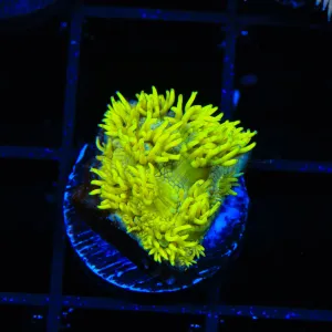 TSA Glow Stick Goniopora Coral