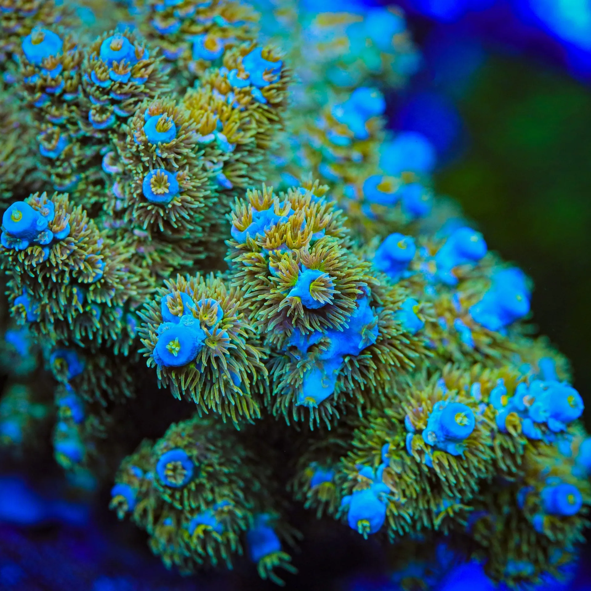 TSA Mango Madness Acropora Coral