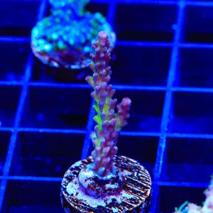 TSA Raspberry Splice Acropora Coral