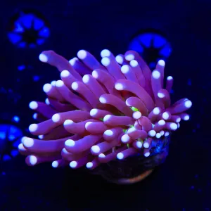 TSA Sweet Tooth Torch Coral