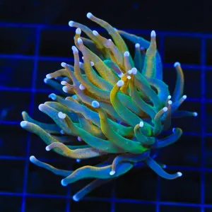 TSA Treasure Torch Coral