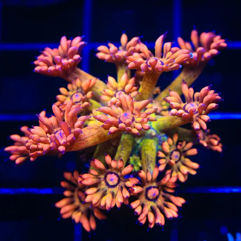 UC Amazeballs Goniopora Coral