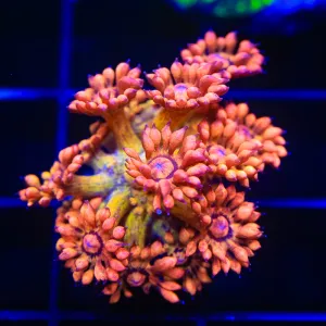 UC Amazeballs Goniopora Coral