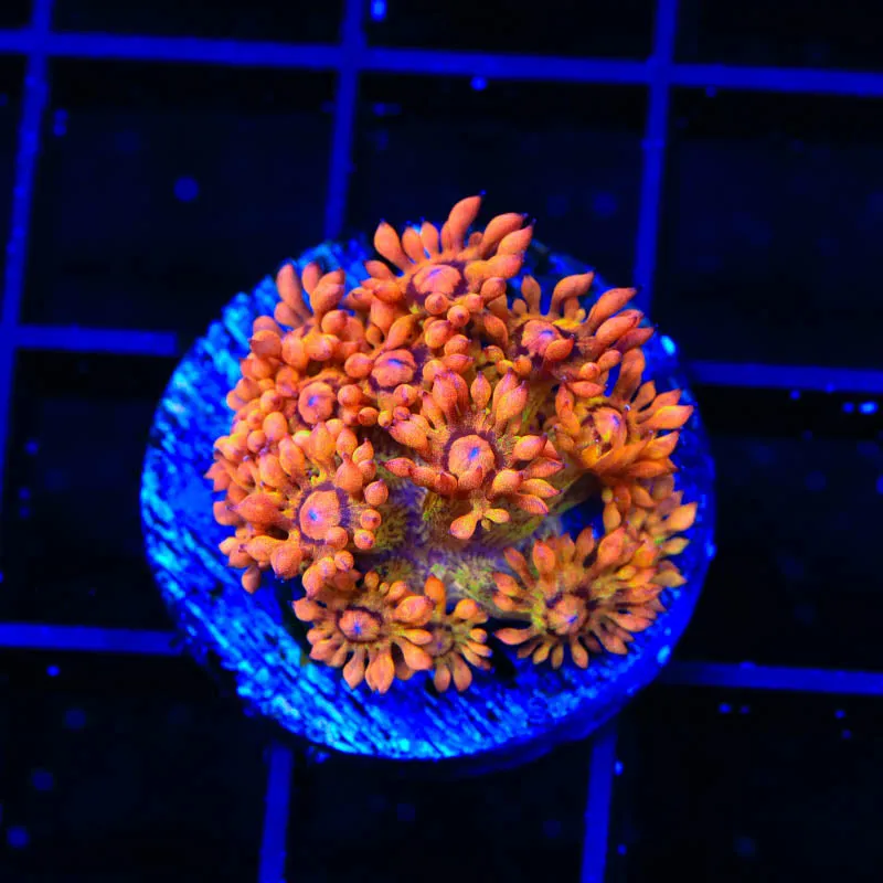 UC Amazeballs Goniopora Coral