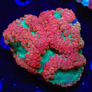 Watermelon Blastomussa Coral